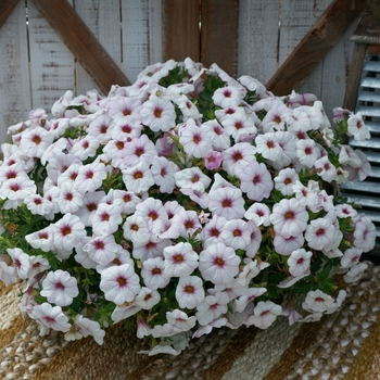 Petunia SuperCal® 'Snowberry White' - Petunia (Petchoa)