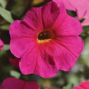 Petunia SuperCal® 'Neon Rose' - Petunia (Petchoa)