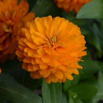 Zinnia 'Double Zahara™ Bright Orange' - Zinnia