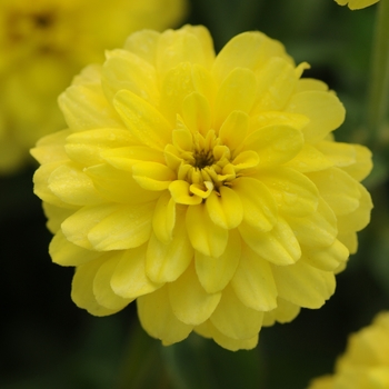 Zinnia marylandica Double Zahara™ Yellow Zinnia - Zinnia