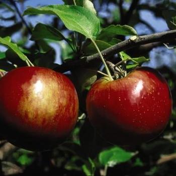 Malus 'Cortland' - Cortland Apple