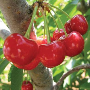 Prunus 'Mesabi' - Mesabi Cherry