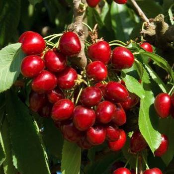 Prunus avium 'Stella' - Stella Cherry