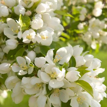 Malus 'Spring Snow' - Spring Snow Crabapple