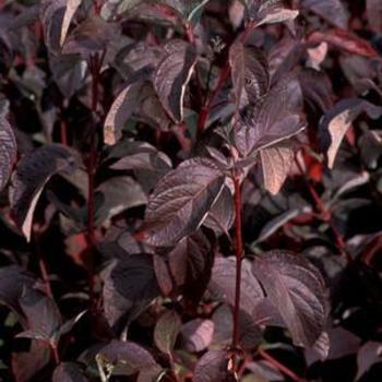 Cornus sericea 'Bergeson Compact' - Bergeson Compact Dogwood