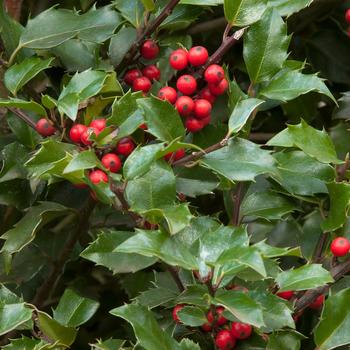 Ilex x meserveae 'Blue Girl & Blue Boy' - Berri-Magic Kids' Holly Combination