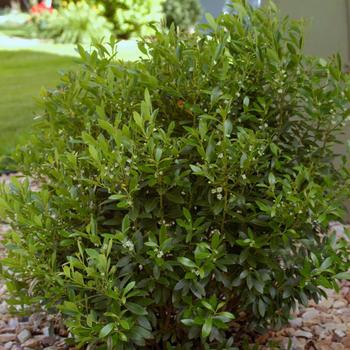 Ilex glabra 'Shamrock' - Shamrock Inkberry