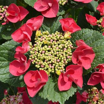 Hydrangea macrophylla 'McKay' - Cherry Explosion Hydrangea