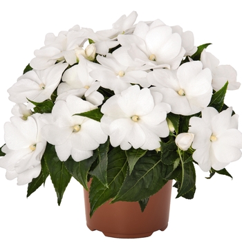 Impatiens 'Magnum Clear White' - Impatiens, New Guinea