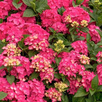 Hydrangea macrophylla 'Pia' - Pink Elf Hydrangea