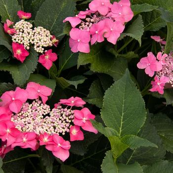 Hydrangea serrata 'Seaside Serenade Cape May' - Seaside Serenade Cape May Hydrangea