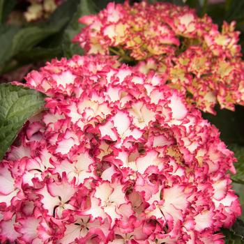 Hydrangea macrophylla 'HORTFIRE' - Seaside Serenade Fire Island Hydrangea