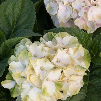 Hydrangea macrophylla 'HORTMABLO' - Seaside Serenade Cape Lookout Hydrangea