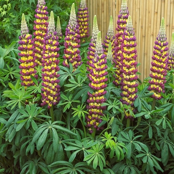Lupinus polyphyllus Westcountry&trade; 'Manhattan Lights' - Lupine