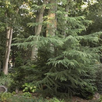 Larix laricina - American Tamarack Larch