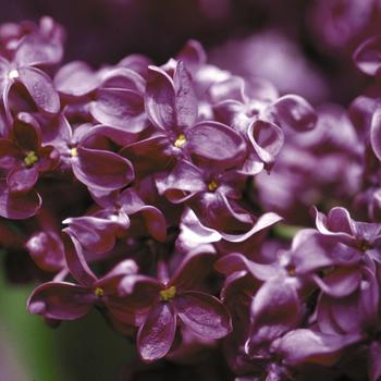 Syringa vulgaris 'Monge' - Monge Lilac