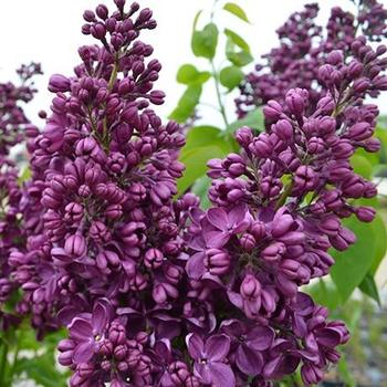 Syringa vulgaris 'Yankee Doodle' - Yankee Doodle Lilac