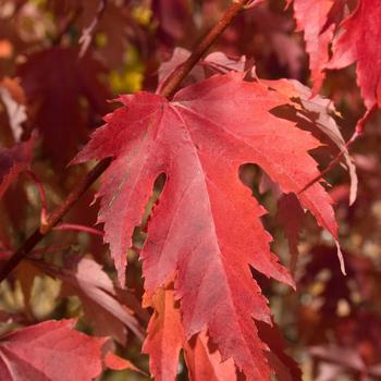 Acer x freemanii 'AF #1' - Firefall Maple