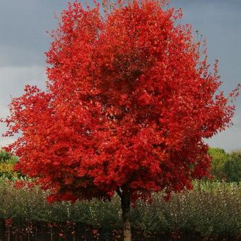 Acer saccharum 'JFS-Caddo2' PP23361 - Flashfire® Sugar Maple