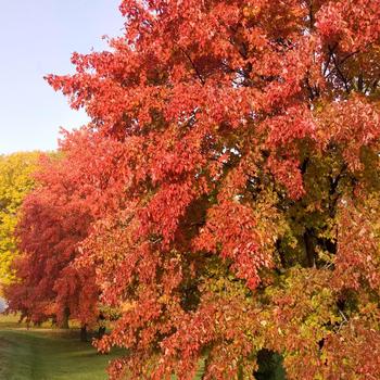 Acer x freemanii 'Sienna' - Sienna Glen Maple