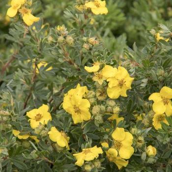 Potentilla fruticosa 'SMPFMY' - CheeseHead Potentilla