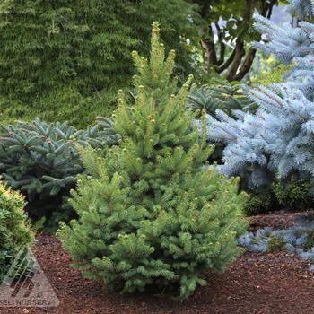 Picea glauca 'North Star' - North Star White Spruce