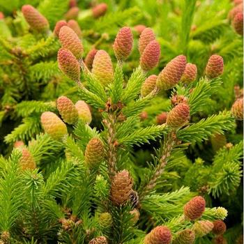 Picea abies 'Pusch' - Pusch Norway Spruce