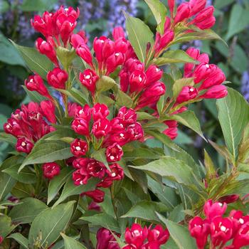 Weigela 'Slingco 1' - Crimson Kisses Weigela