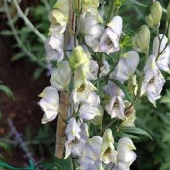 Aconitum x cammarum 'Stainless Steel' - Monkshood