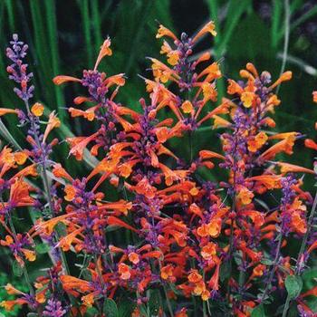 Agastache 'Tango' - Anise Hyssop