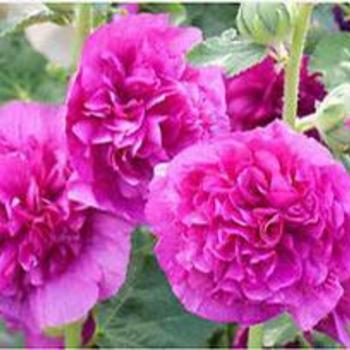 Alcea rosea 'Chater's Double Violet' - Hollyhock