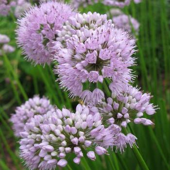 Allium tanguticum 'Summer Beauty' - Ornamental Onion