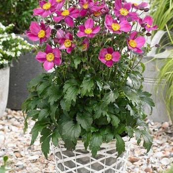 Anemone 'Red Riding Hood' - Windflower