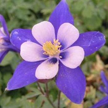 Aquilegia 'Spring Magic Blue and White' - Columbine