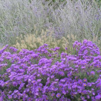 Aster novae-angliae 'Purple Dome' - Aster