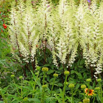 Astilbe 'Happy Spirit' - False Spirea