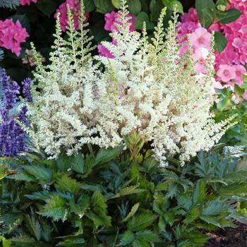 Astilbe chinensis 'Vision in White' - False Spirea