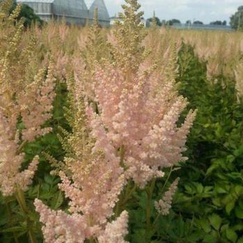 Astilbe chinensis 'Vision Inferno' - False Spirea