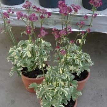 Astrantia Astrantia 'Star of Magic' - Masterwort