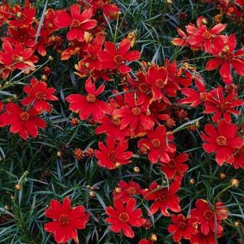 Coreopsis verticillata 'Cruizin Broad Street' - Tickseed