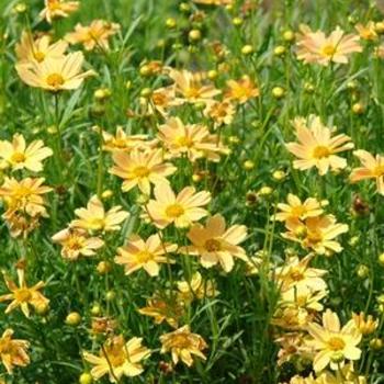 Coreopsis 'Sienna Sunset' - Tickseed