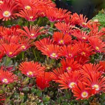 Delosperma dyeri 'Red Mountain Flame Ice' - Ice Plant