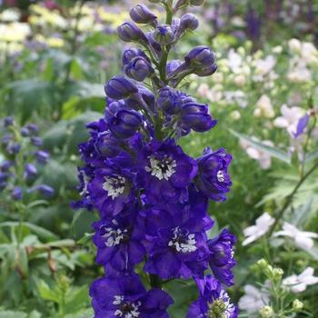 Delphinium 'Magic Fountains Dark Blue White Bee' - Larkspur