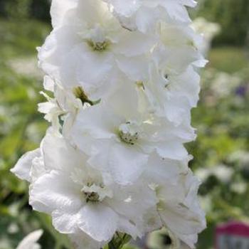 Delphinium 'Magic Fountains Pure White' - Larkspur