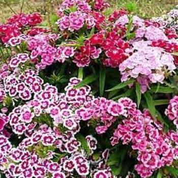 Dianthus barbatus 'Indian Carpet Mix' - Border Carnation