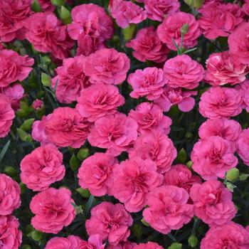 Dianthus 'Pretty Poppers Double Bubble' - Border Carnation