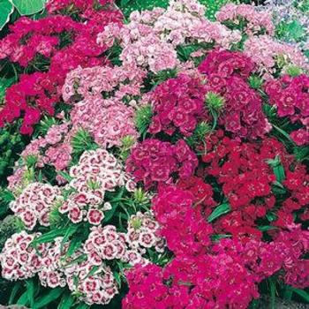 Dianthus barbatus 'Pinocchio' - Border Carnation