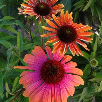 Echinacea 'Butterfly Rainbow Marcella' - Coneflower