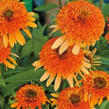 Echinacea 'Marmalade' - Coneflower