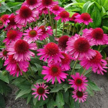 Echinacea purpurea 'Pink Fascinator' - Coneflower